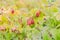 Organic ripe raspberry growing on tree in Washington, USA