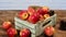 Organic ripe red apples in wooden box. Fall harvest cornucopia in autumn season. Fresh fruit
