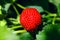 Organic ripe strawberry. Strawberry on green background. Best re