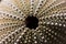 Organic sea urchin shell texture pattern