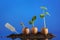 Organic seedling plants in eggshells on cyan background.