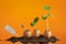 Organic seedling plants in eggshells on orange background, eco g
