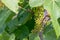 Organic small grapes growing on vines at farm