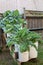 Organic small space gardening using recycled wine buckets and stairs