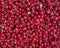 Organic sour cherries closeup