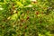 Organic sour cherries hanging in the tree. Prunus cerasus tree with red rippen fruits.