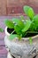 Organic spinach growing in the earthenware pot