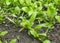 Organic spinach seedling growing in the vegetable garden