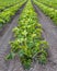 Organic squash crop.