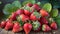 Organic strawberries in all their hues and shapes.