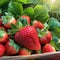 Organic strawberries in all their hues and shapes.