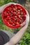 Organic strawberries freshly harvesting and holding by attractive woman