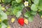 organic strawberries ripening in garden