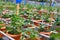 Organic strawberry cultivation farm