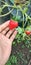 Organic Strawberry farming