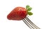 Organic strawberry on fork tines