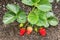Organic strawberry plant with ripening strawberries