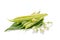 Organic string bean with leaves and blossom isolated