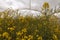 Organic sustainable growing rapeseed experiment in controlled conditions
