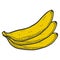 Organic sweet banana. Vector concept in doodle and sketch style