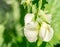 Organic Sweet Peas Flowers Announcing a Generous Harvest