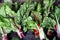 Organic swiss chard at a market