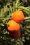 Organic Tangerines on the tree