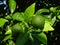 Organic Tangerines on the Tree After Spring Rain