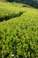 Organic tea field at Shizuoka, Japan.