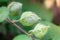 Organic Thai hybrid variety cotton fruits or cotton ball on the cotton crops in the cotton field india