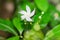 Organic Thai hybrid variety white jasmine flower blooming in the jasmine garden in india