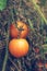 Organic tomato growth