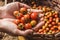 Organic tomato. Hands with freshly harvested tomatoes.