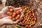 Organic tomato. Hands with freshly harvested tomatoes.