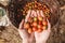 Organic tomato. Hands with freshly harvested tomatoes.