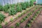 Organic tomato and pepper plants in a greenhouse and drip irrigation system
