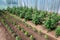 Organic tomato and pepper plants in a greenhouse and drip irrigation system