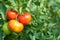 Organic tomato plant