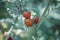 Organic tomato plant, red and green tomatoes in organic vegatable garden, close-up