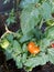 Organic tomatoe, orchard at home