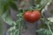 Organic tomatoe, ready for harvest