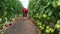 Organic tomatoes in a greenhouse