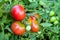 Organic tomatoes ripen in the garden.