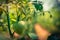 Organic tomatoes ripening in a glass, vegetables without chemicals.