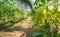 Organic tomatoes ripening in a glass, vegetables without chemicals.