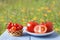Organic tomatoes on wooden table in outdoor on blurred background of plants. Cherry tomatoes in wicker basket. Copy space