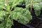 Organic tree Kale in farm , Curly Kles freshness green leafy raw Salad lettuce vegetables vegan antioxidants high vitamin fiber