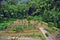 Organic tropical garden with walk-way path next to forest in Bukit Tinggi