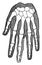 Organic unity and kinship of beings, Human Hand the outer contour represents the flesh, vintage engraving