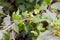 Organic unripe black currant growing on bush branch